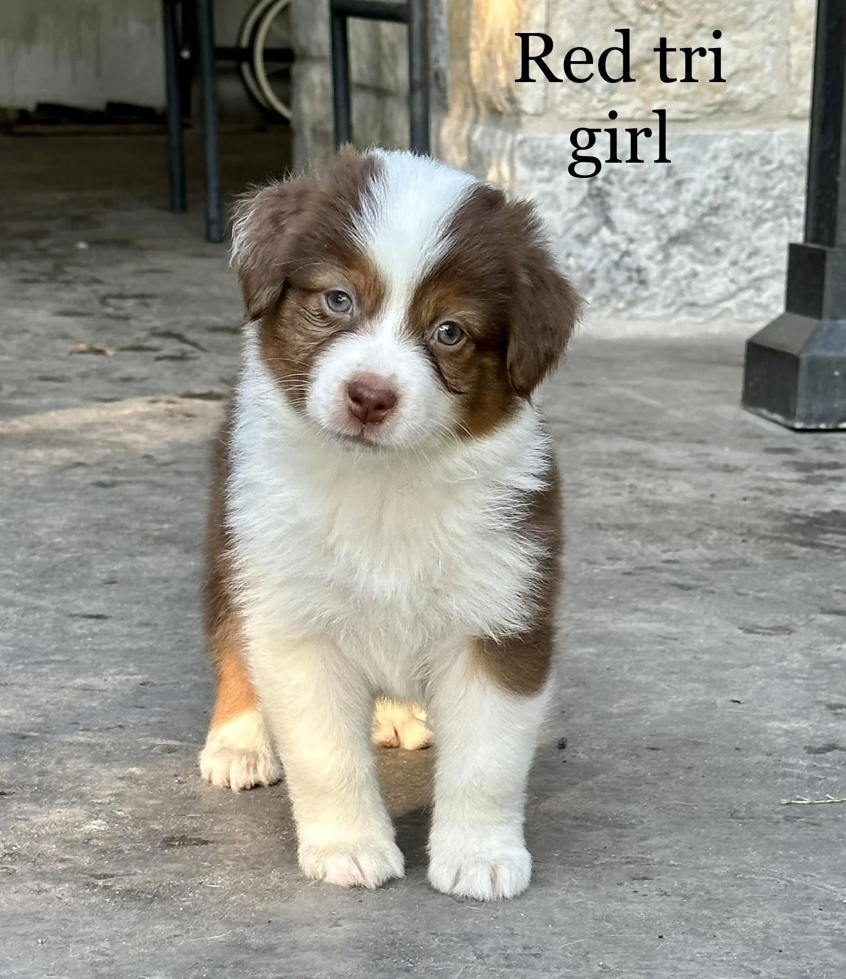 Treasures miniature american 2024 shepherds